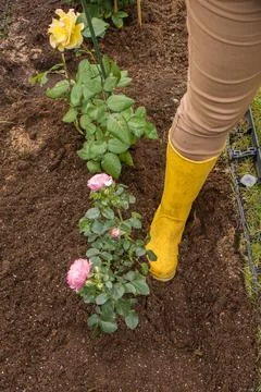 Compacting soil with a boot when planting a rose Stock Photos