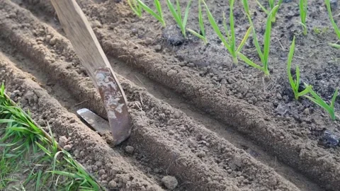 Compacting soil before sowing seeds. Preparing garden bed 库存影片 339761618