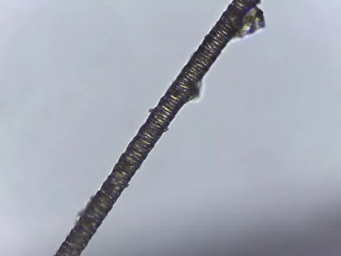 Comparative microscopy reveals the fine, dark, and linear structure of mamm.. Stock Photos