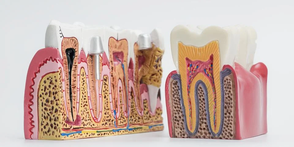 Comparative Tooth Cross-Section Models for Dental Education Stock Photos