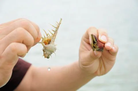 Compare hermit crab Stock Photos