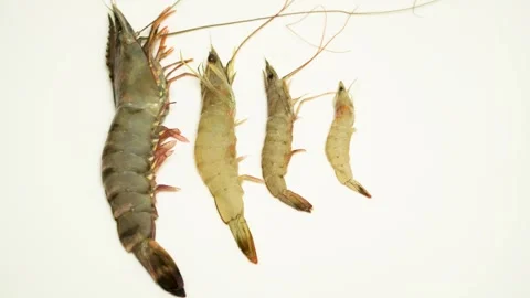 Comparison Of 4 Types Of Vietnamese Shrimps Isolated On White Background 4K Stock Footage 322148604