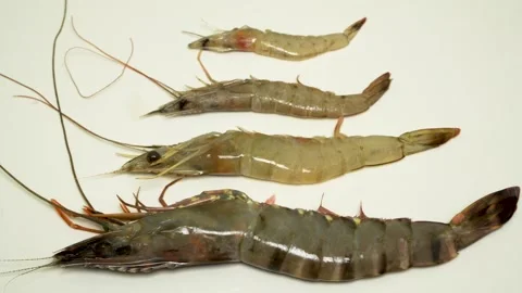 Comparison Of 4 Types Of Vietnamese Shrimps Isolated On White Background 4K Stock Footage 322148700