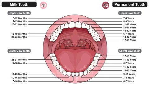 Comparison between milk permanent teeth infographic diagram age tooth eruption Stock Illustration