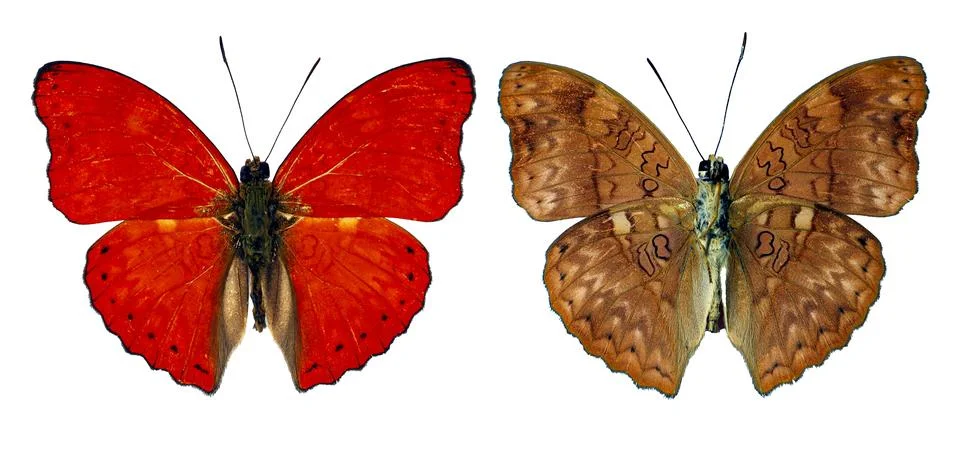 Comparison of dorsal red surface and ventral brown pattern of blood red gli.. 스톡 사진