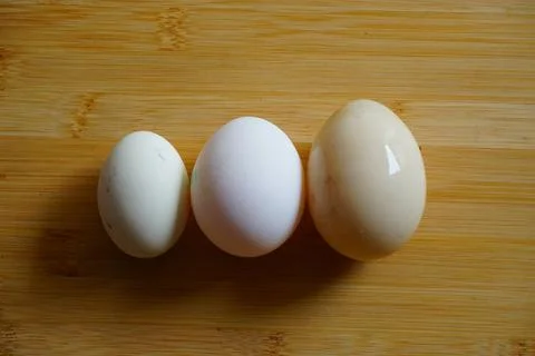 Comparison of eggs with various sizes Stock Photos