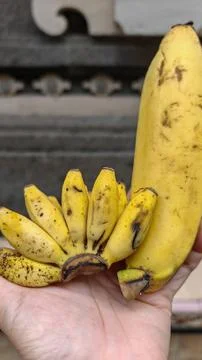 Comparison of Giant Banana and Tiny Lady Finger Bananas in Hand Stockfoto's