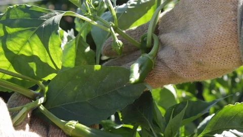 Comparison, review and certification of serrano peppers Stock Footage 130055720