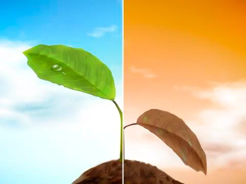 Comparison of seedling Illustration