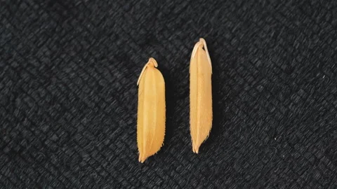 Comparison Short Paddy And Long ST25 Rice Grain On Black Background Stock Footage 325010846