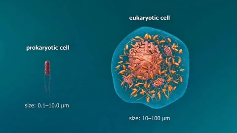 Comparison of the size if prokaryotic and eukaryotic cell Stock Footage 322998071