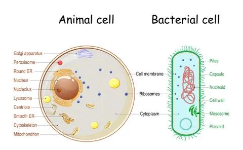 Comparison of the structure of bacterial and animal cells. Stock Illustration