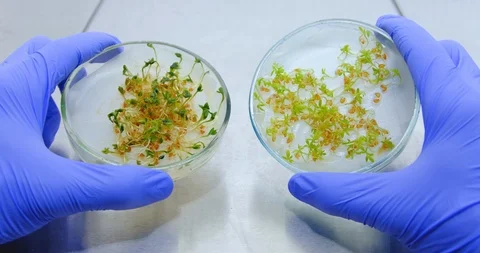 Comparison of two laboratory salads Stock Footage 118595614