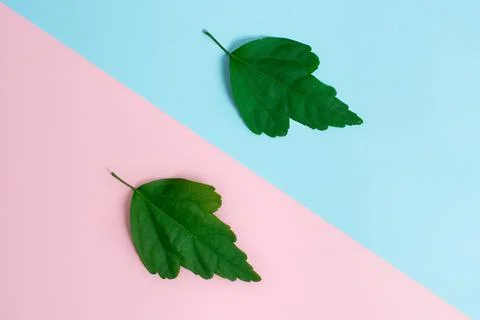 Comparison of Two Objects Blocks Pencils Sticker Notes Facing Inward Outward 写真素材