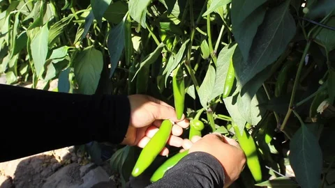 Comparison for your anaheim pepper certification Stock-Footage 130055692
