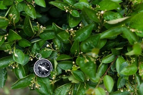Compass and map on a green leaves. Top view Stock Photos