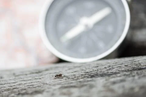 Compass and map. Travel concept Stock Photos