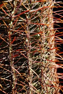 Compass barrel cactus Stock Photos