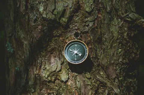 Compass in the forest, against the background of the bark of the tree. 스톡 사진