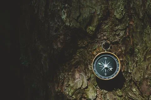 Compass in the forest, against the background of the bark of the tree. 스톡 사진