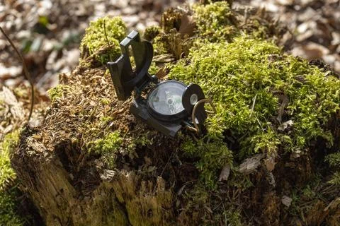 Compass in the forest on a stump in the sunlight Stock Photos