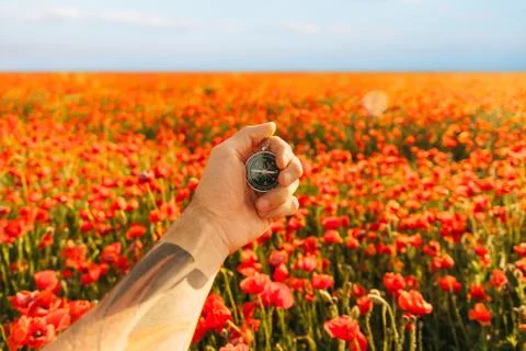 Compass in a hand in flower meadow. Stock Photos