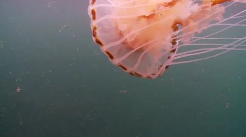 Compass jelly c:up 1. Stock Footage 12482755