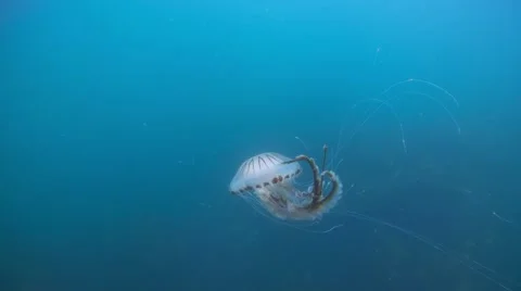 Compass jelly kelp Stock Footage 49387479