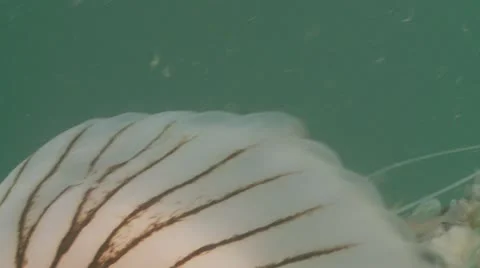 Compass jelly mantle c:up Stock Footage 12483752