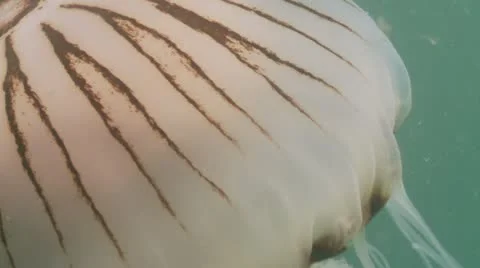 Compass jelly mantle c:up2 動画素材 12483745