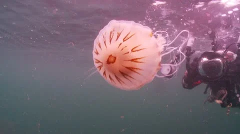 Compass jelly &amp; photographer Stock Footage 12482680
