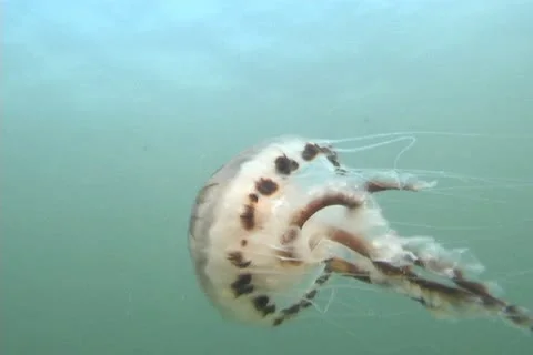 Compass jelly sd 1 스톡 동영상 12461660