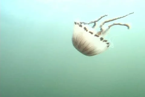 Compass jelly sd 2 Stock Footage 12461376