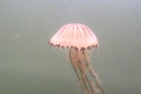 Compass jelly sd 4 Stock Footage 12462022