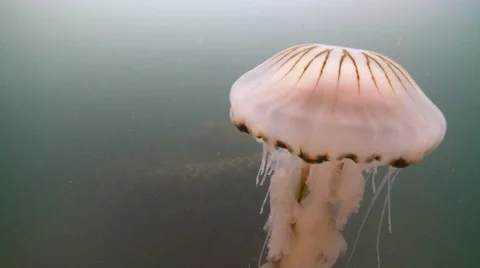 Compass jelly shipwreck 動画素材 56565052