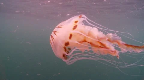 Compass jelly surface 1 Stock-Footage 12482686