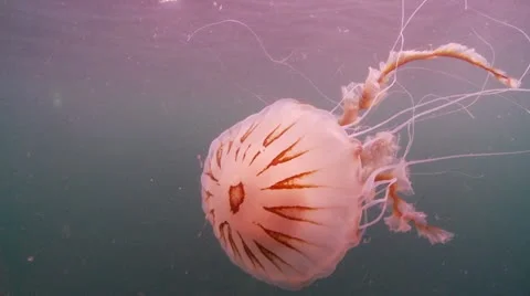 Compass jelly surface Stock Footage 12482495