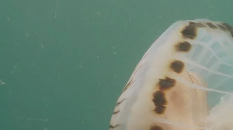 Compass jelly zoom out Stock Footage 12483726