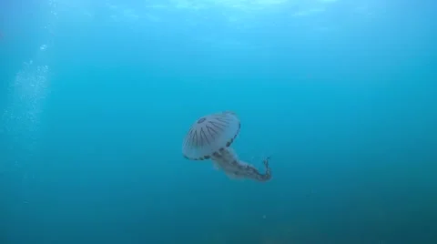 Compass jellyfish bubbles Stock Footage 49386466