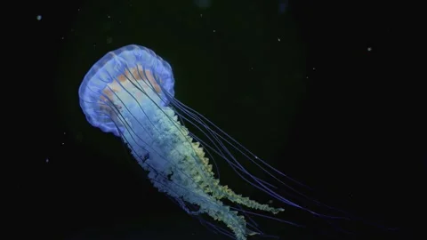 Compass jellyfish drifting gracefully against a dark ocean backdrop Stock Footage 340210481