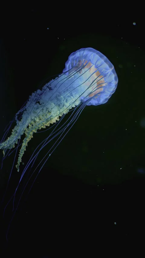 Compass jellyfish drifting gracefully against a dark ocean backdrop Stock Footage 340211179