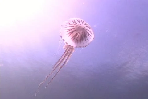 Compass jellyfish Stock Footage 12392861