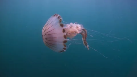 Compass jellyfish Stock Footage 56554690