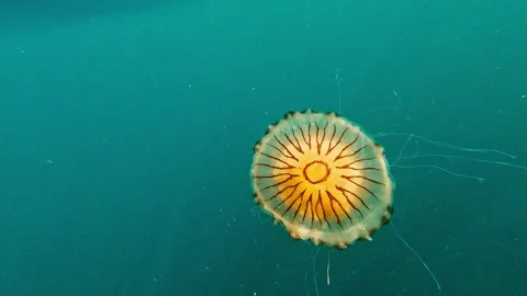 Compass jellyfish Vídeo Stock 285887549