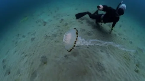Compass jellyfish Stock Footage 313081575