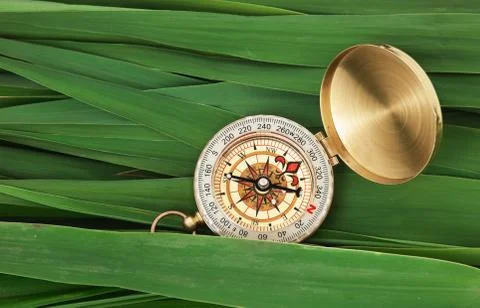 Compass on  leaves of cane Stock Photos