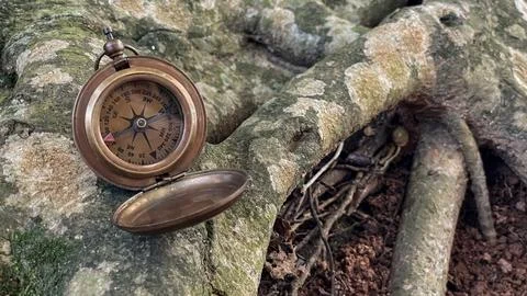 A compass on the roots of a tropical tree Stock Photos