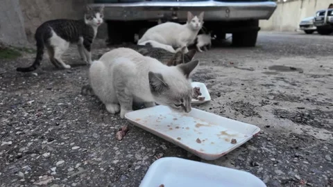 Compassionate feeding of a group of diverse stray cats in an urban parking lot Stock-Footage 332137775