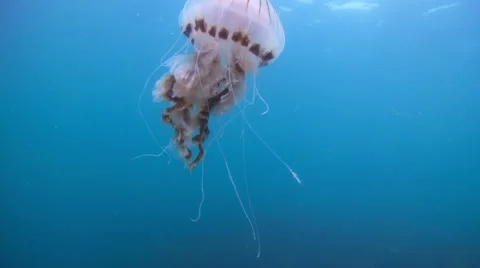 Compassjelly surface Stock Footage 49386652