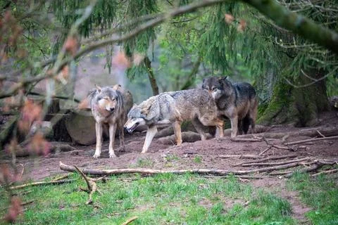 A compelling and intimate moment captured of a grey wolf pack interacting wit Stock Photos